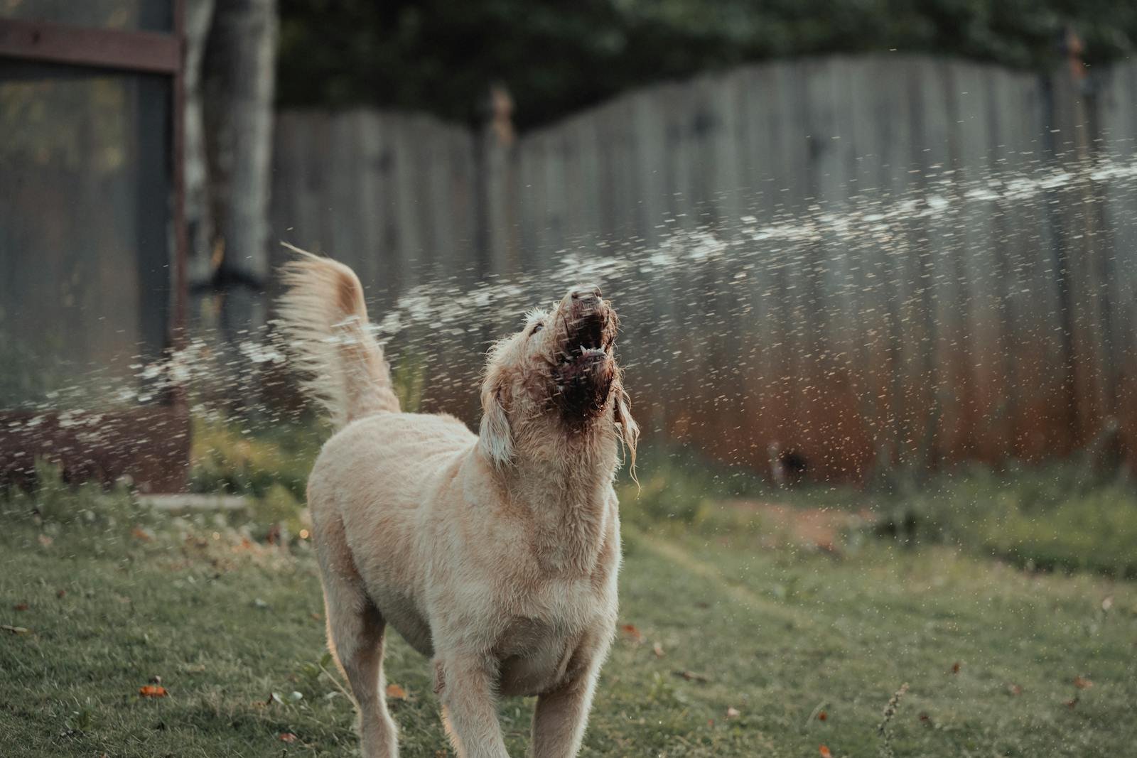 Golden Retriever joyfully playing with water in a sunny backyard setting.