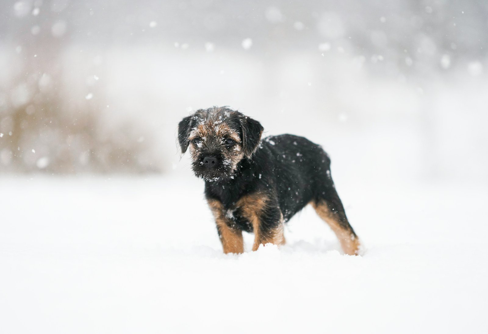 black and tan short coat medium dog running on snow covered ground during daytime