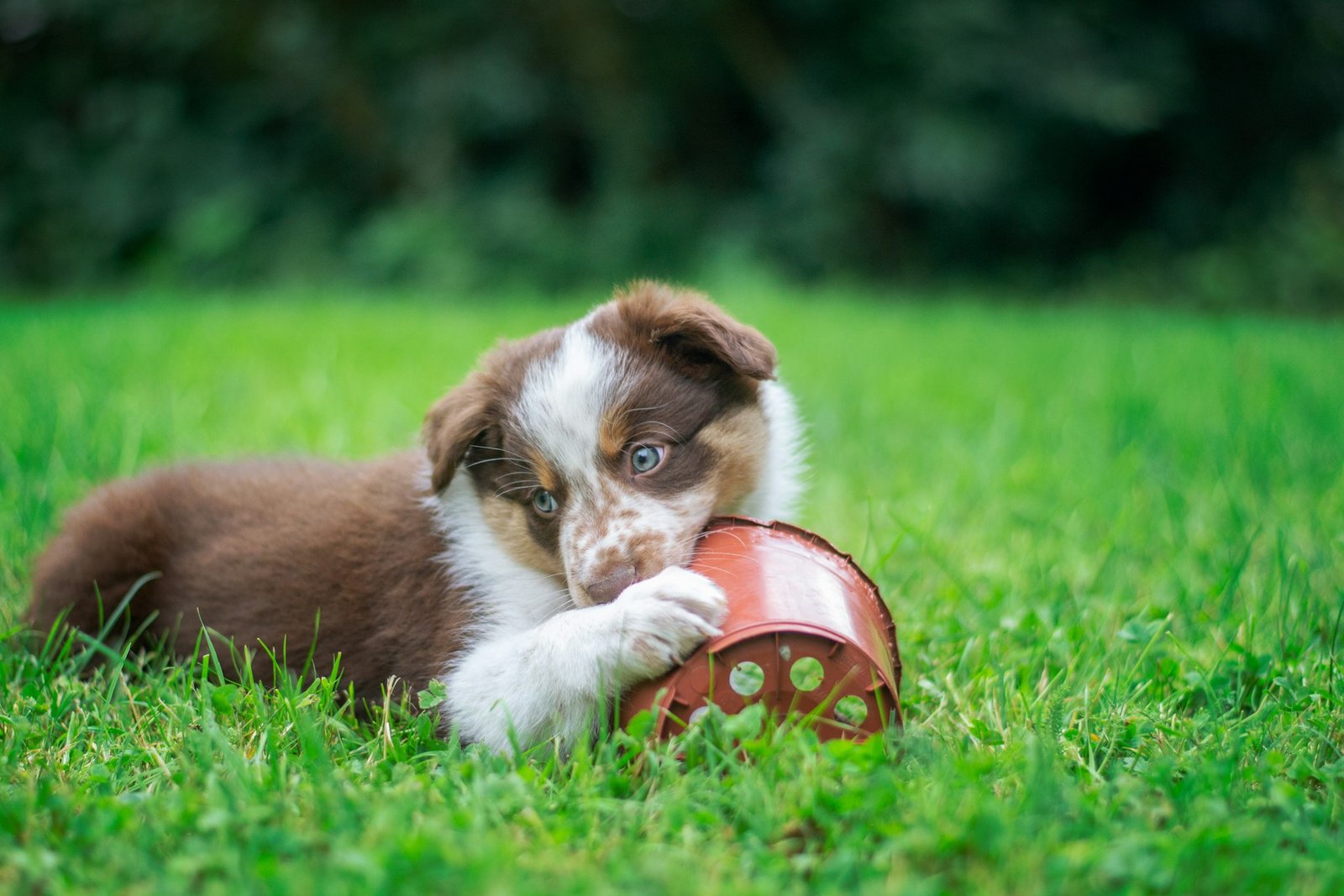 golden-retriever-puppy-teething-on-nylabone